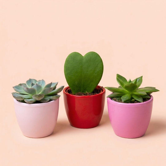 Vetplanten set van 3 met mini roze/rode pot - Forestbloom
