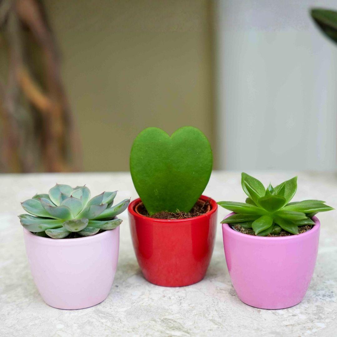 Vetplanten set van 3 met mini roze/rode pot - Forestbloom