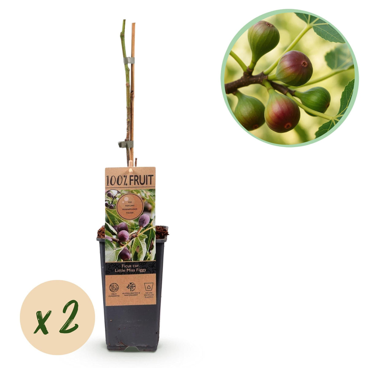 Vijgenboom - Ficus caria Little mis Figgy - Rode Vrucht - 2 planten - Forestbloom