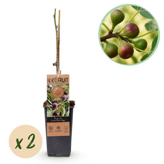 Vijgenboom - Ficus caria Little mis Figgy - Rode Vrucht - 2 planten - Forestbloom