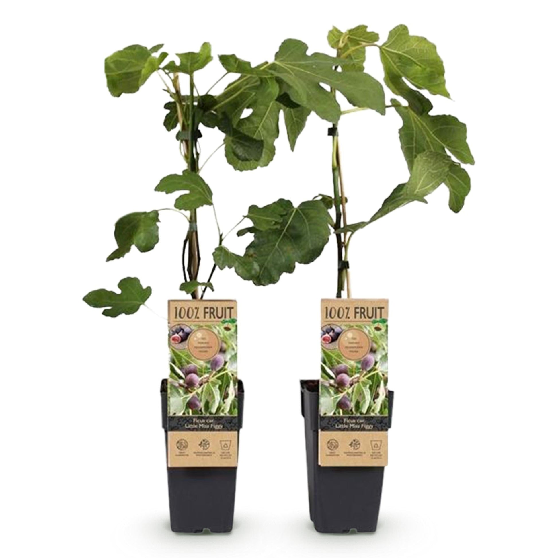 Vijgenboom - Ficus caria Little mis Figgy - Rode Vrucht - 2 planten - Forestbloom