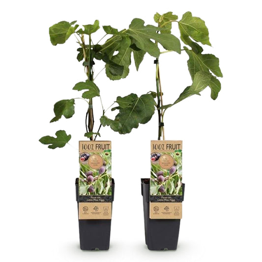 Vijgenboom - Ficus caria Little mis Figgy - Rode Vrucht - 2 planten - Forestbloom