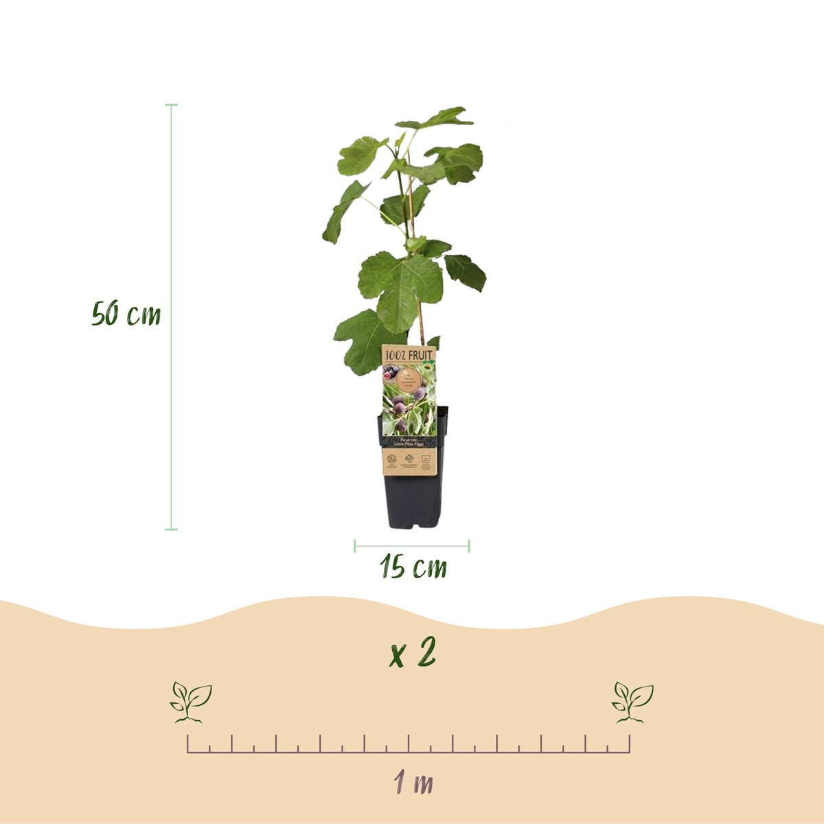 Vijgenboom - Ficus caria Little mis Figgy - Rode Vrucht - 2 planten - Forestbloom