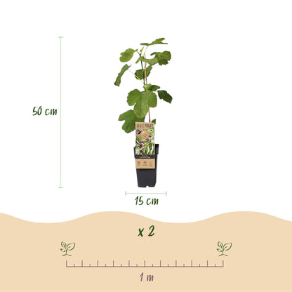 Vijgenboom - Ficus caria Little mis Figgy - Rode Vrucht - 2 planten - Forestbloom