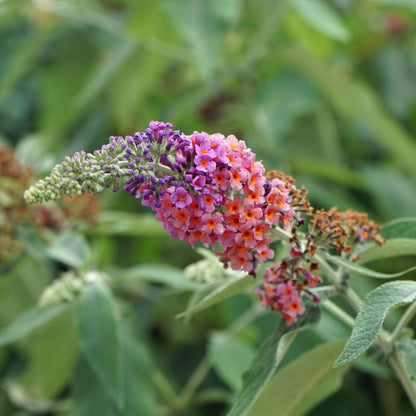 Vlinderstruik - Buddleja davidii Flower Power - 3 Planten - Forestbloom