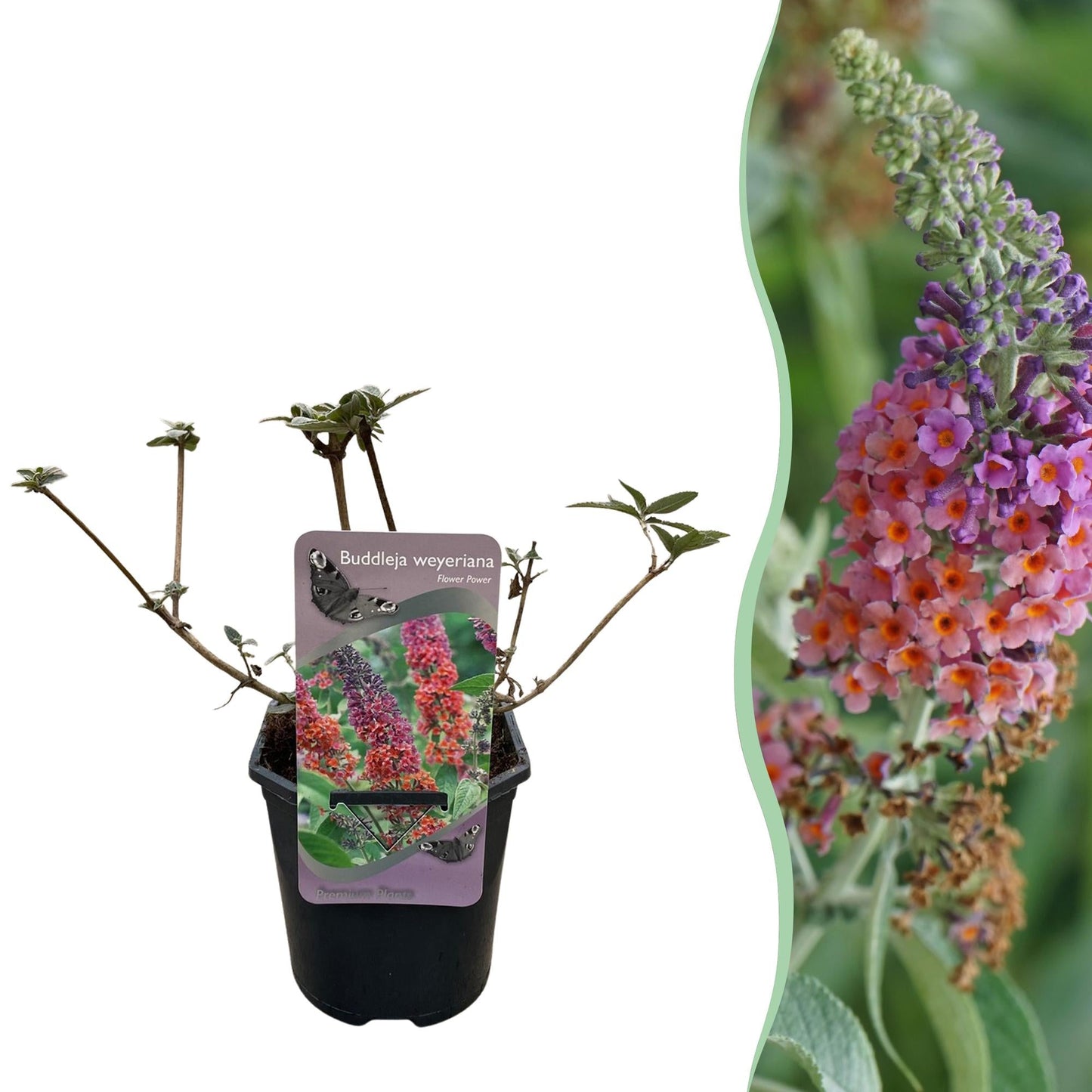 Vlinderstruik - Buddleja davidii Flower Power - Bloem Oranje Paars - Forestbloom