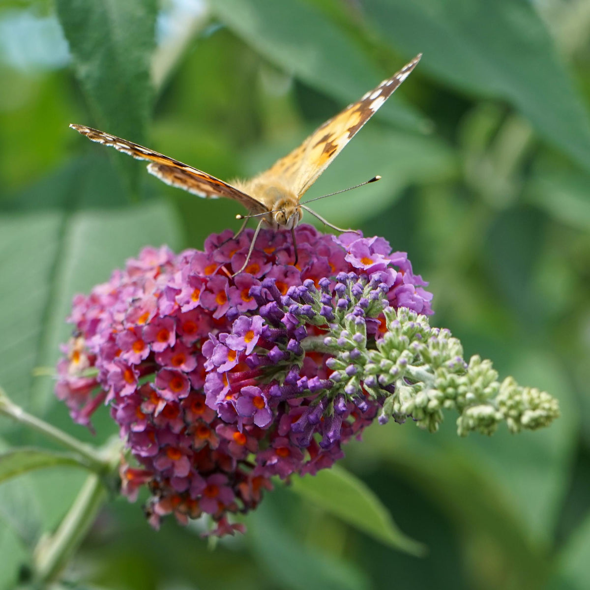 Vlinderstruik - Buddleja davidii Flower Power - Bloem Oranje Paars - Forestbloom