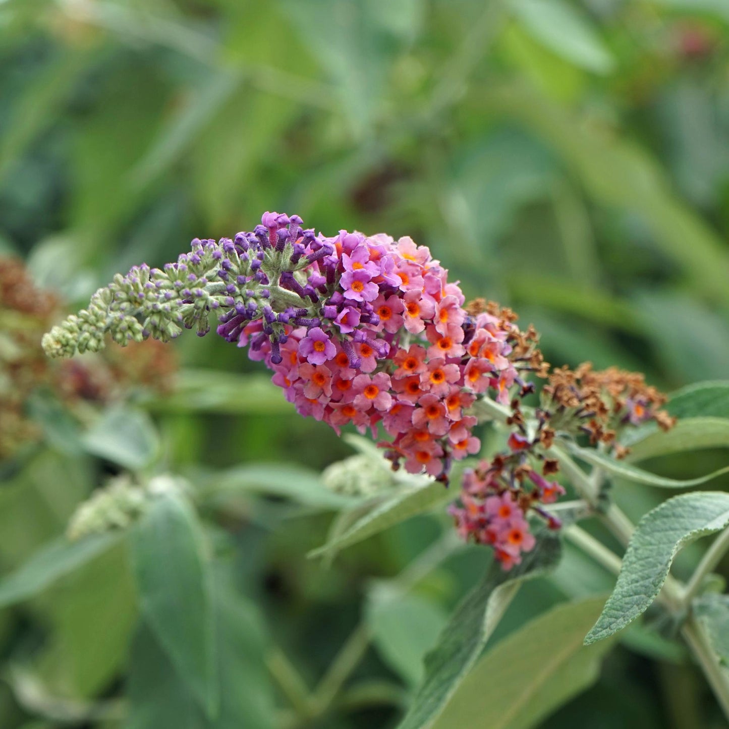 Vlinderstruik - Buddleja davidii Flower Power - Bloem Oranje Paars - Forestbloom