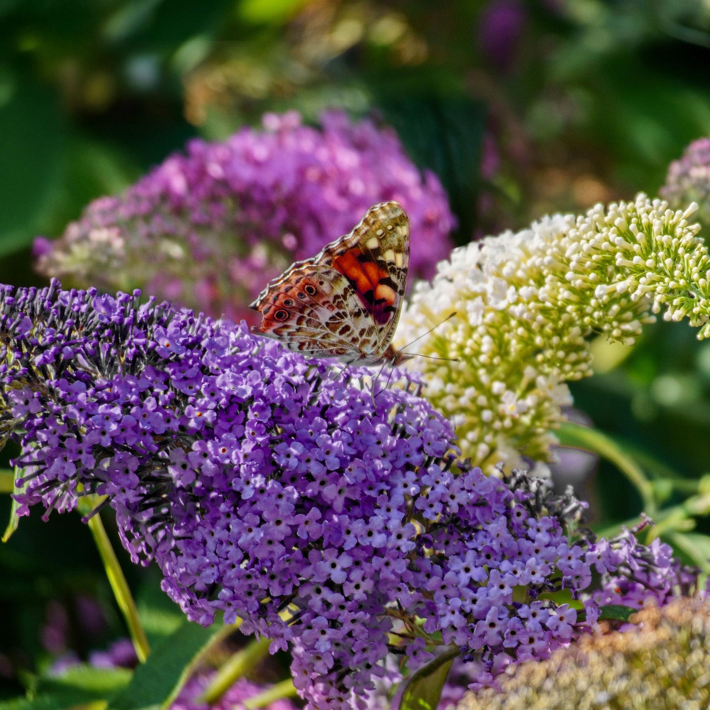 Vlinderstruik - Buddleja davidii Tricolour - Forestbloom
