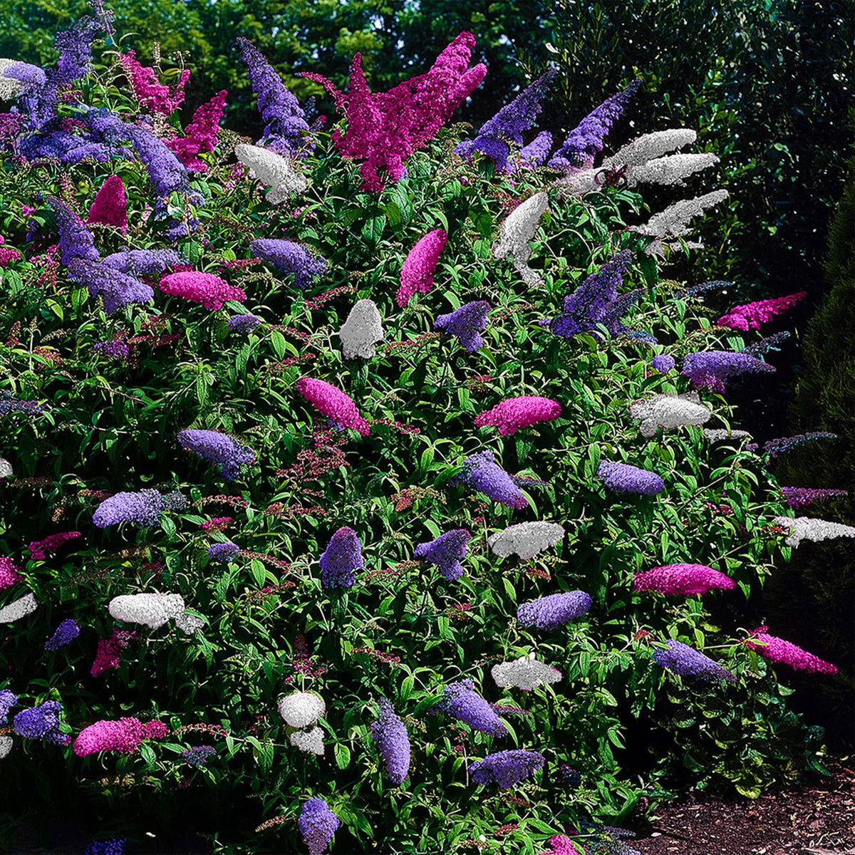 Vlinderstruik - Buddleja davidii Tricolour - Forestbloom