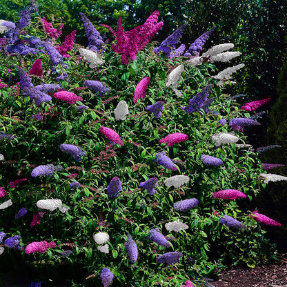Vlinderstruik - Buddleja davidii Tricolour - Forestbloom