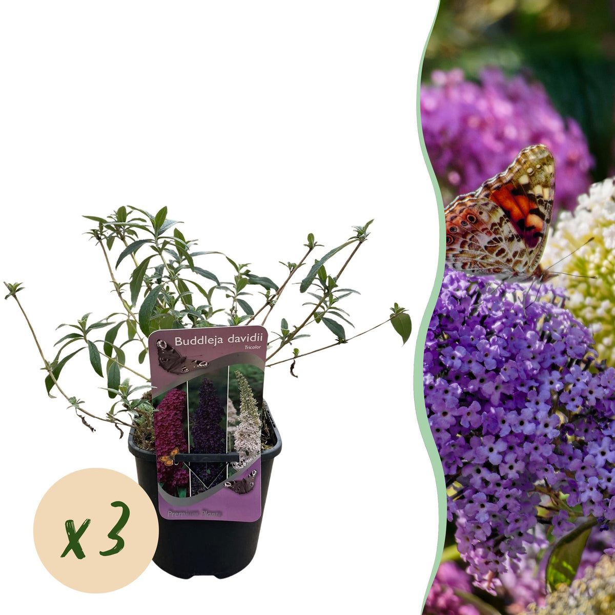 Vlinderstruik - Buddleja davidii Tricolour - 3 Planten - Forestbloom