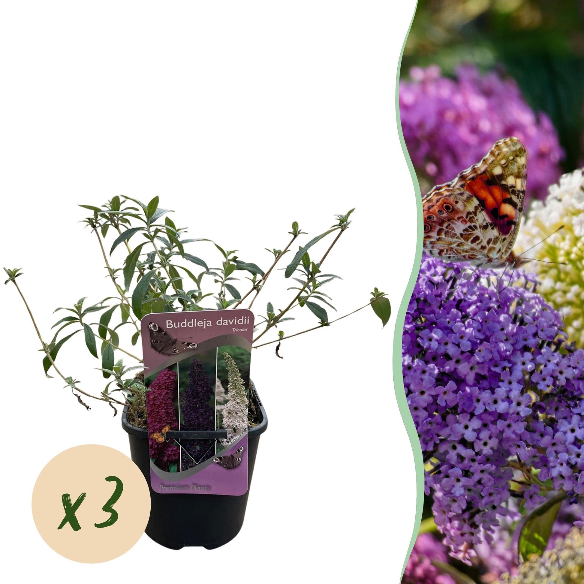 Vlinderstruik - Buddleja davidii Tricolour - 3 Planten - Forestbloom