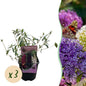 Vlinderstruik - Buddleja davidii Tricolour - 3 Planten - Forestbloom