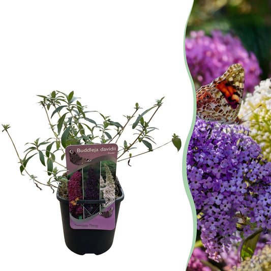 Vlinderstruik - Buddleja davidii Tricolour - Forestbloom