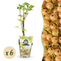 Wiite Bes - Ribes rubrum Witte Hollander - Winterhard - 6 Planten - Forestbloom