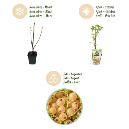 Wiite Bes - Ribes rubrum Witte Hollander - Winterhard - 6 Planten - Forestbloom