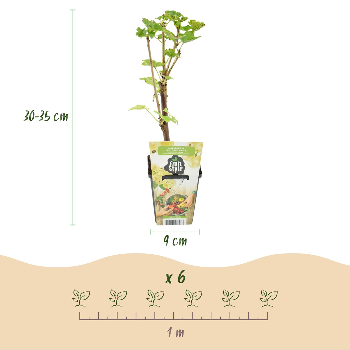 Wiite Bes - Ribes rubrum Witte Hollander - Winterhard - 6 Planten - Forestbloom