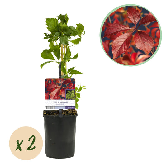 Wilde Wingerd - Parthenocissus Engelmannii - 2 planten - Forestbloom