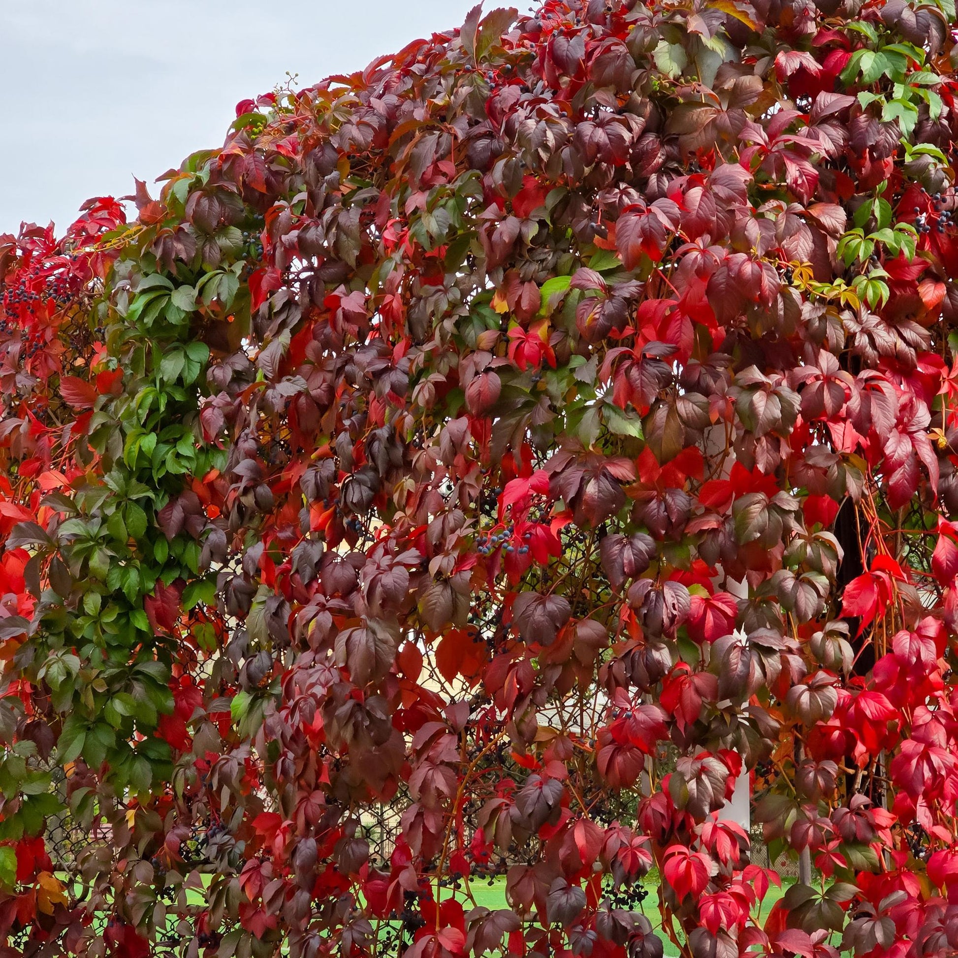 Wilde Wingerd - Parthenocissus Engelmannii - 2 planten - Forestbloom