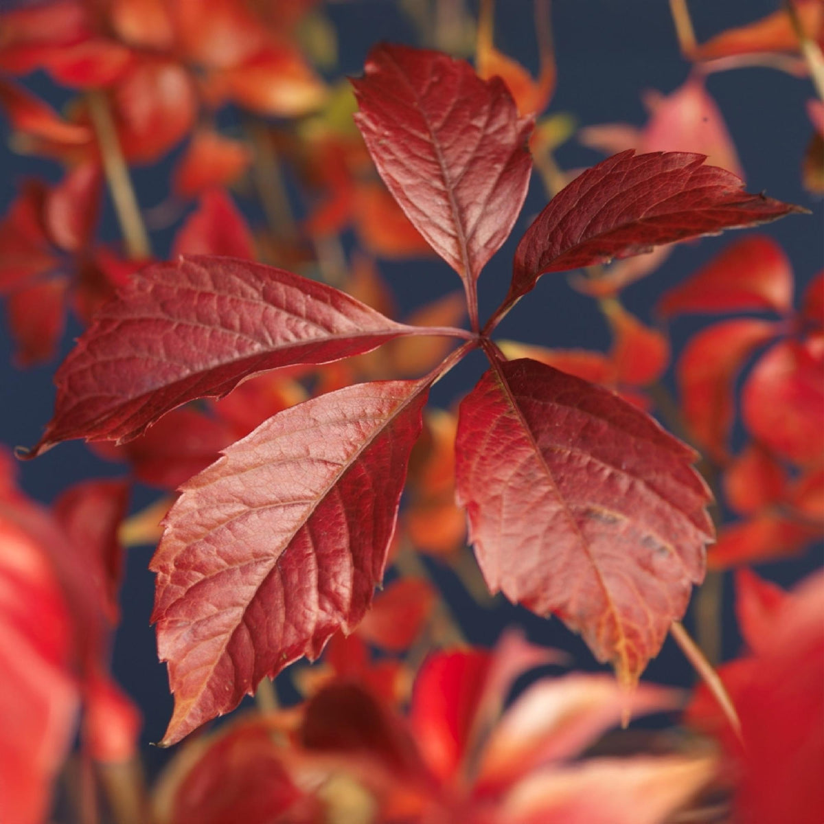 Wilde Wingerd - Parthenocissus Engelmannii - 2 planten - Forestbloom