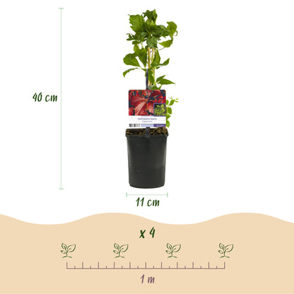 Wilde Wingerd - Parthenocissus Engelmannii - 2 planten - Forestbloom