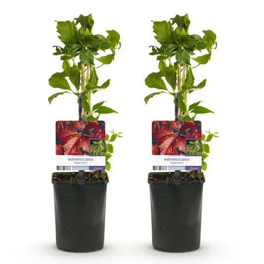 Wilde Wingerd - Parthenocissus Engelmannii - 2 planten - Forestbloom