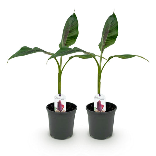 Winterharde bananenplant Musa sikkimensis Red Tiger set van 2 - Forestbloom