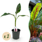 Winterharde bananenplant Musa sikkimensis Red Tiger set van 2 - Forestbloom