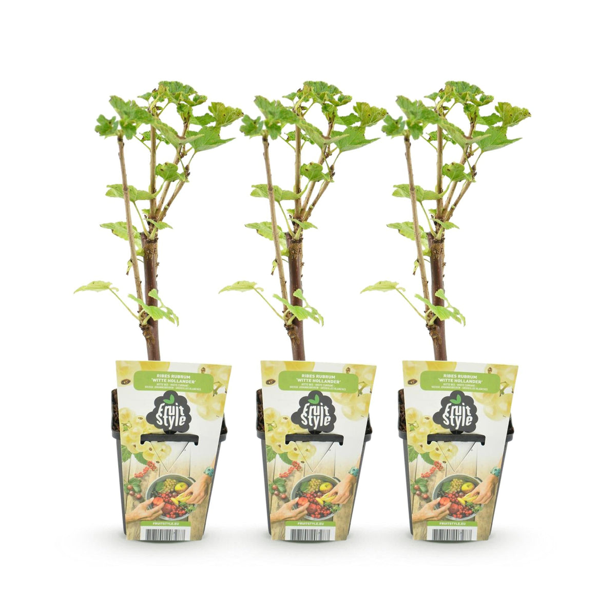 Witte Bes - Ribes rubrum Witte Hollander - Winterhard - 3 Planten - Forestbloom