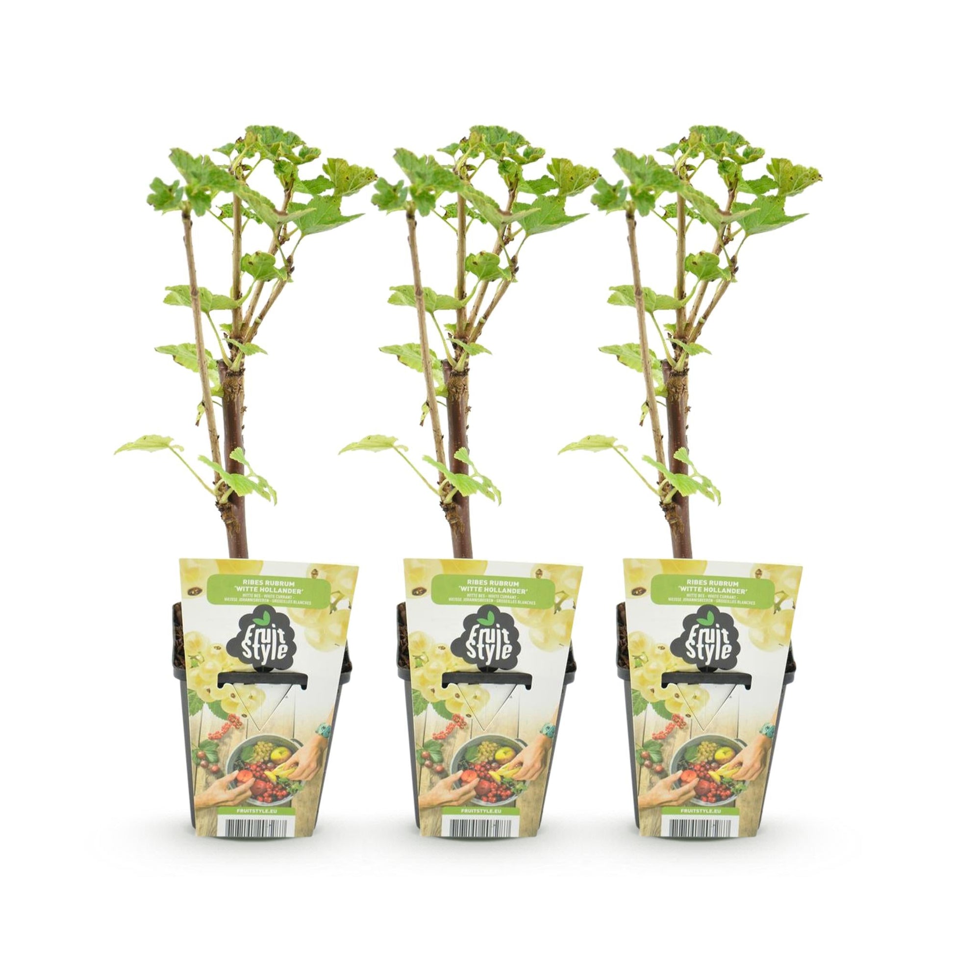 Witte Bes - Ribes rubrum Witte Hollander - Winterhard - 3 Planten - Forestbloom
