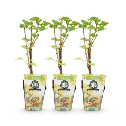Witte Bes - Ribes rubrum Witte Hollander - Winterhard - 3 Planten - Forestbloom