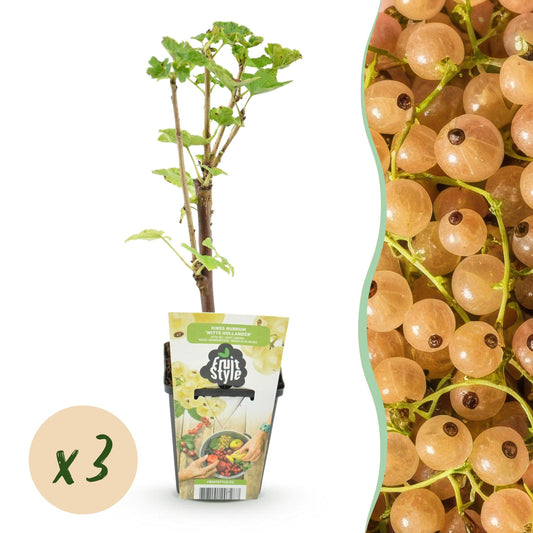 Witte Bes - Ribes rubrum Witte Hollander - Winterhard - 3 Planten - Forestbloom