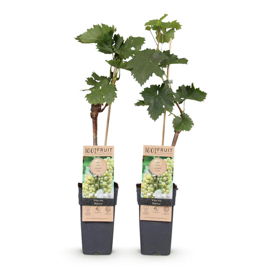 Witte Druif - Vitis vinifera Bianca - 2 planten - Forestbloom