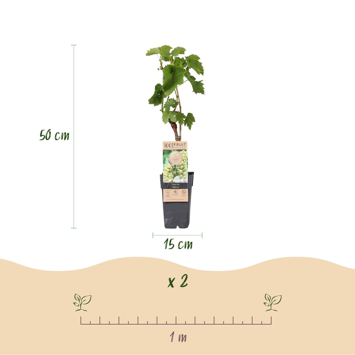 Witte Druif - Vitis vinifera Bianca - 2 planten - Forestbloom