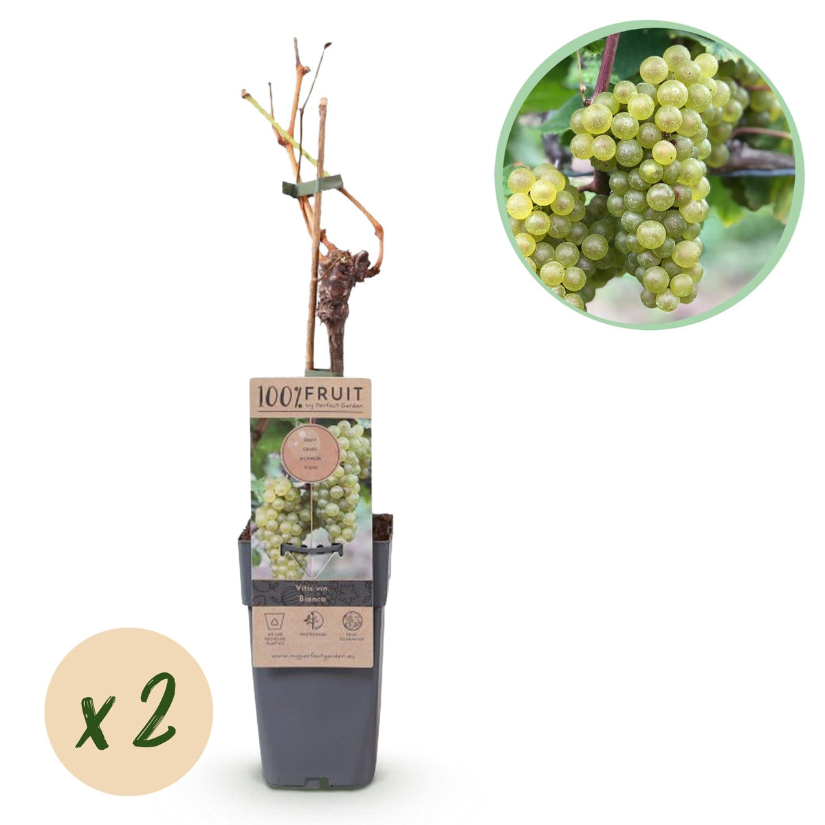 Witte Druif - Vitis vinifera Bianca - 2 planten - Forestbloom