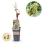 Witte Druif - Vitis vinifera Bianca - 2 planten - Forestbloom