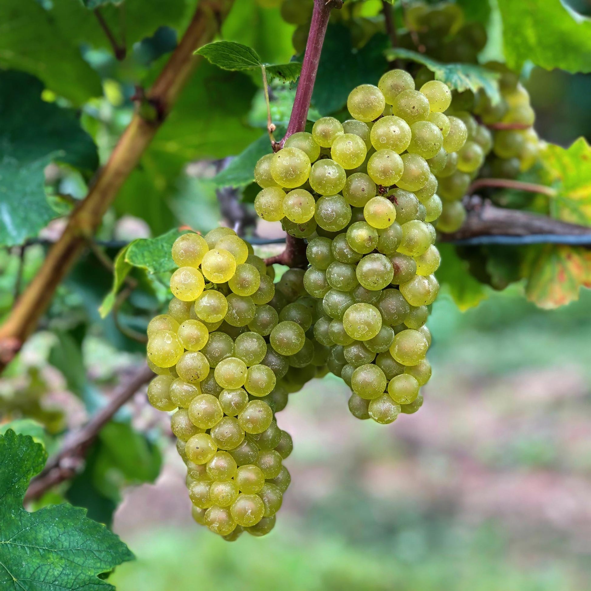 Witte Druif - Vitis vinifera Bianca - 2 planten - Forestbloom