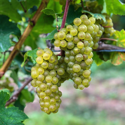 Witte Druif - Vitis vinifera Bianca - 2 planten - Forestbloom
