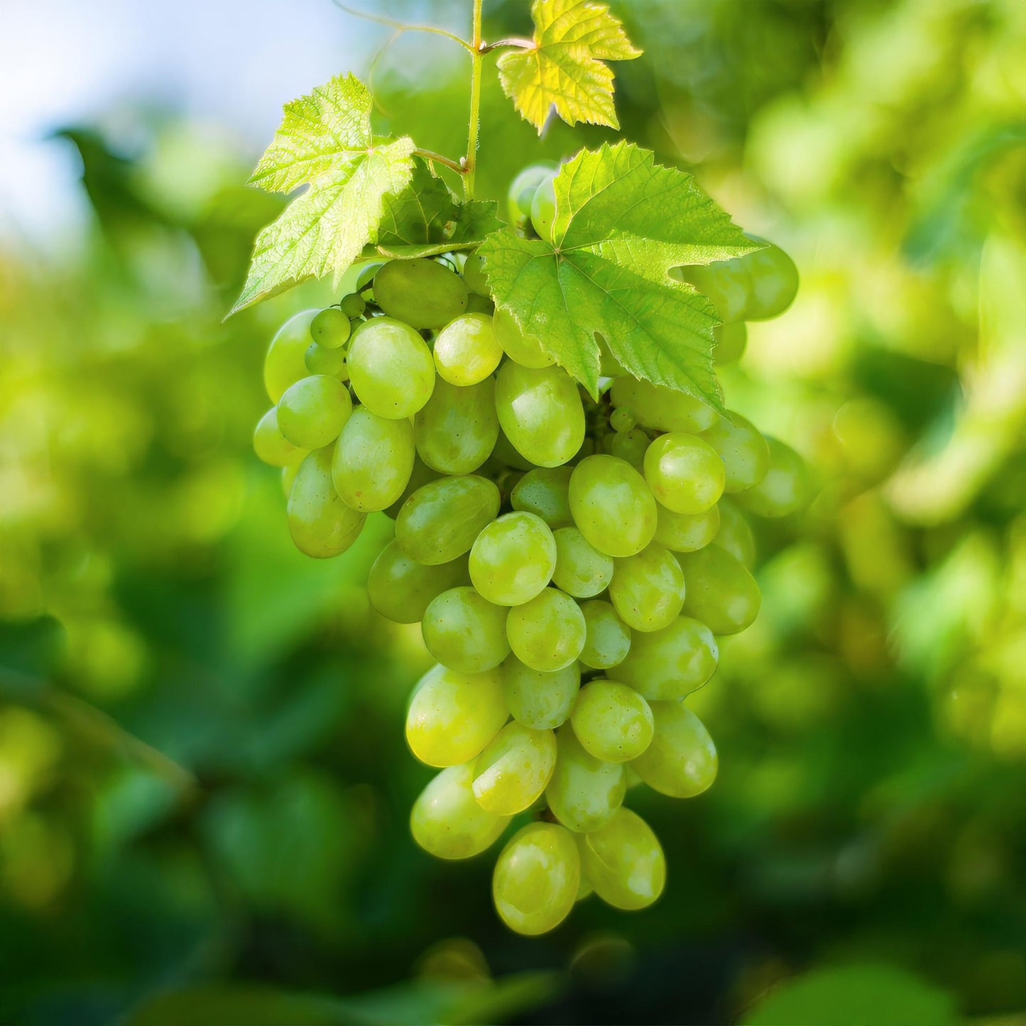 Witte Druif - Vitis vinifera Himrod - Pitloos - 2 planten - Forestbloom