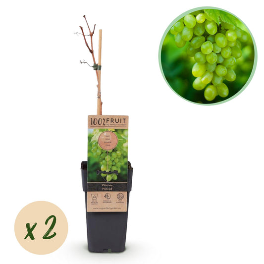 Witte Druif - Vitis vinifera Himrod - Pitloos - 2 planten - Forestbloom