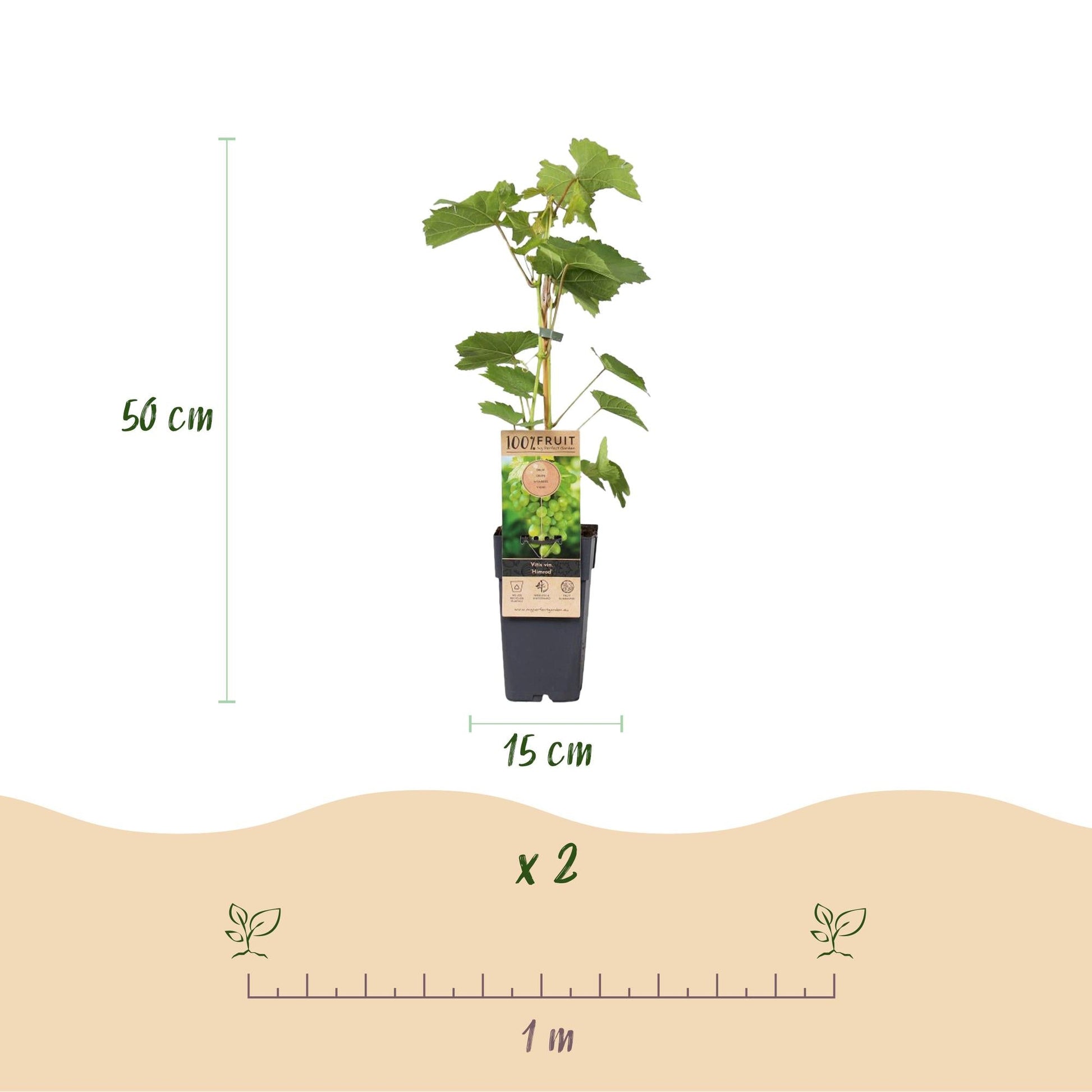 Witte Druif - Vitis vinifera Himrod - Pitloos - 2 planten - Forestbloom