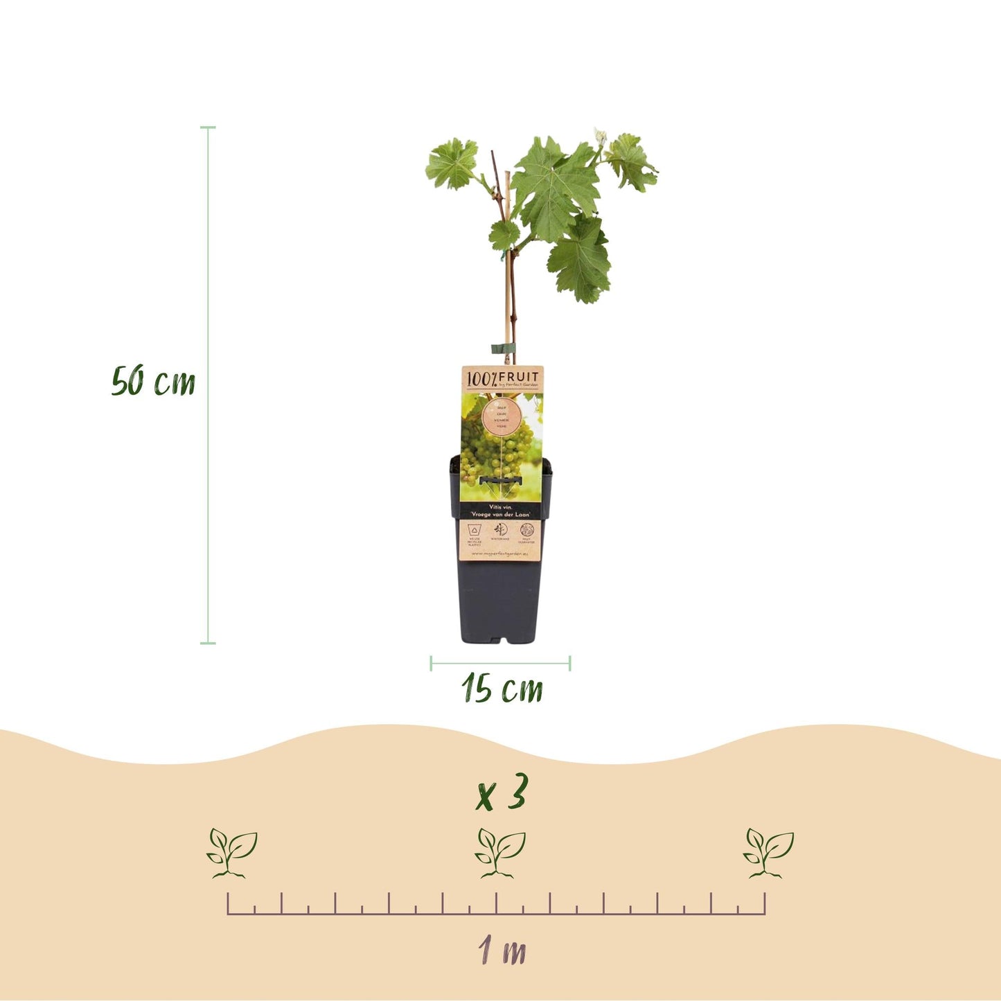 Witte Druif - Vitis vinifera Vroege van der Laan - 2 planten - Forestbloom