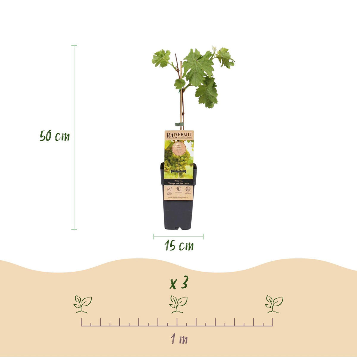 Witte Druif - Vitis vinifera Vroege van der Laan - 2 planten - Forestbloom
