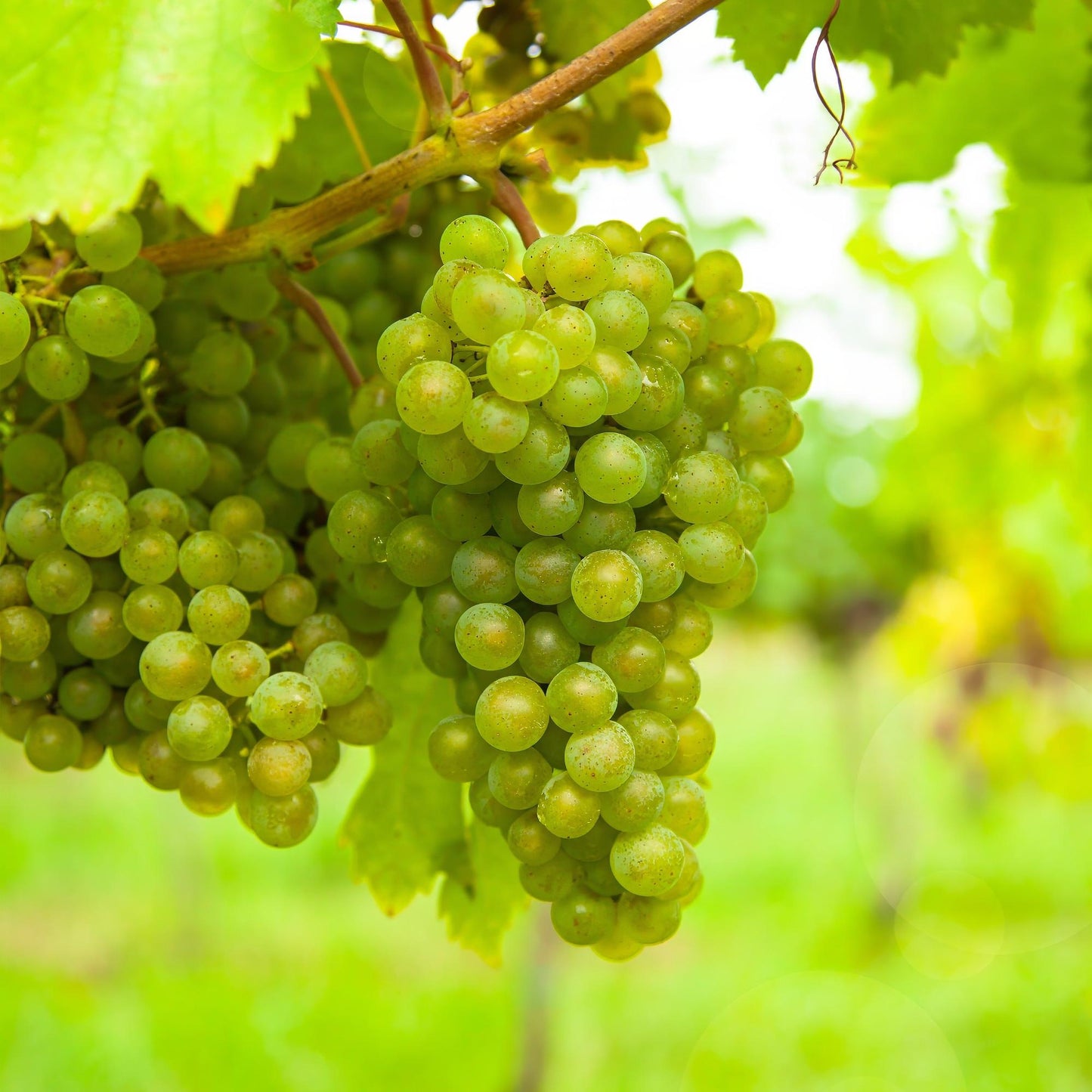Witte Druif - Vitis vinifera Vroege van der Laan - 2 planten - Forestbloom
