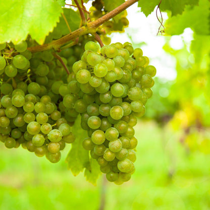 Witte Druif - Vitis vinifera Vroege van der Laan - 2 planten - Forestbloom