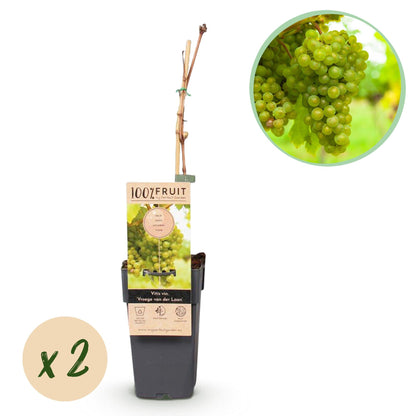 Witte Druif - Vitis vinifera Vroege van der Laan - 2 planten - Forestbloom