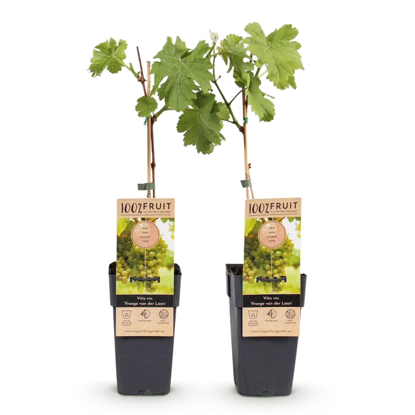 Witte Druif - Vitis vinifera Vroege van der Laan - 2 planten - Forestbloom