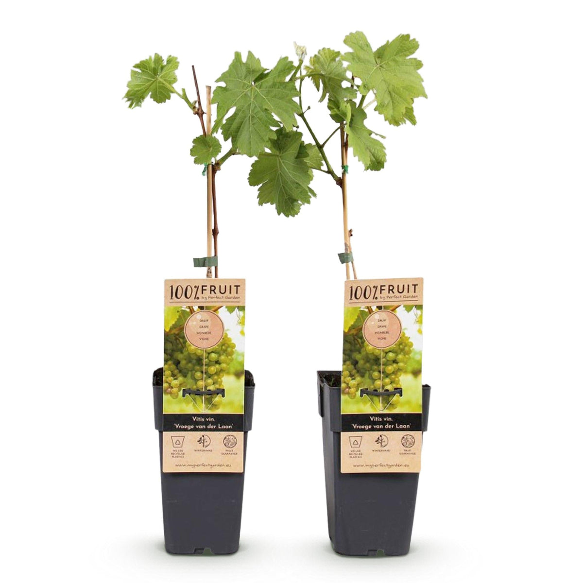 Witte Druif - Vitis vinifera Vroege van der Laan - 2 planten - Forestbloom
