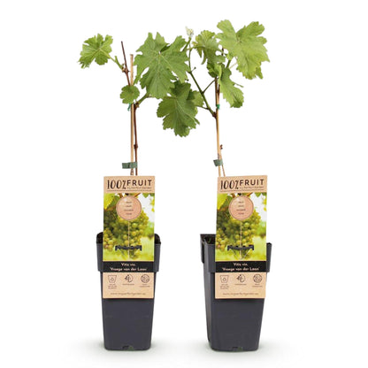 Witte Druif - Vitis vinifera Vroege van der Laan - 2 planten - Forestbloom